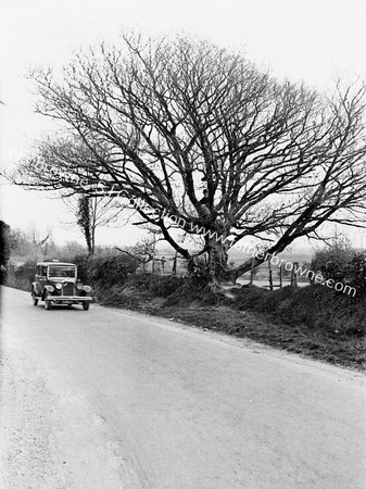 ST.FINTAN'S WELL IN THE TREE BESIDE THE ROAD